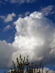 cumulus congestus